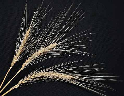 Banatka wheat, ancient whole grain, whole wheat, winter wheat, Sandy Dusek                                                                                                                                                                     