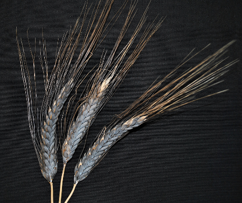 Black Emmer, Black Emmer wheat, ancient whole grain, ancient grain, wheat, Sandy Dusek