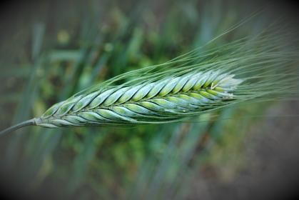 ancient whole grain, emmer wheat, whole wheat, ancient whole grains, Sandy Dusek